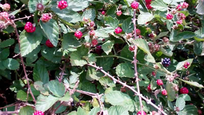 Blackberries in Millwood WV photo 6